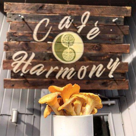 Cafe Harmony